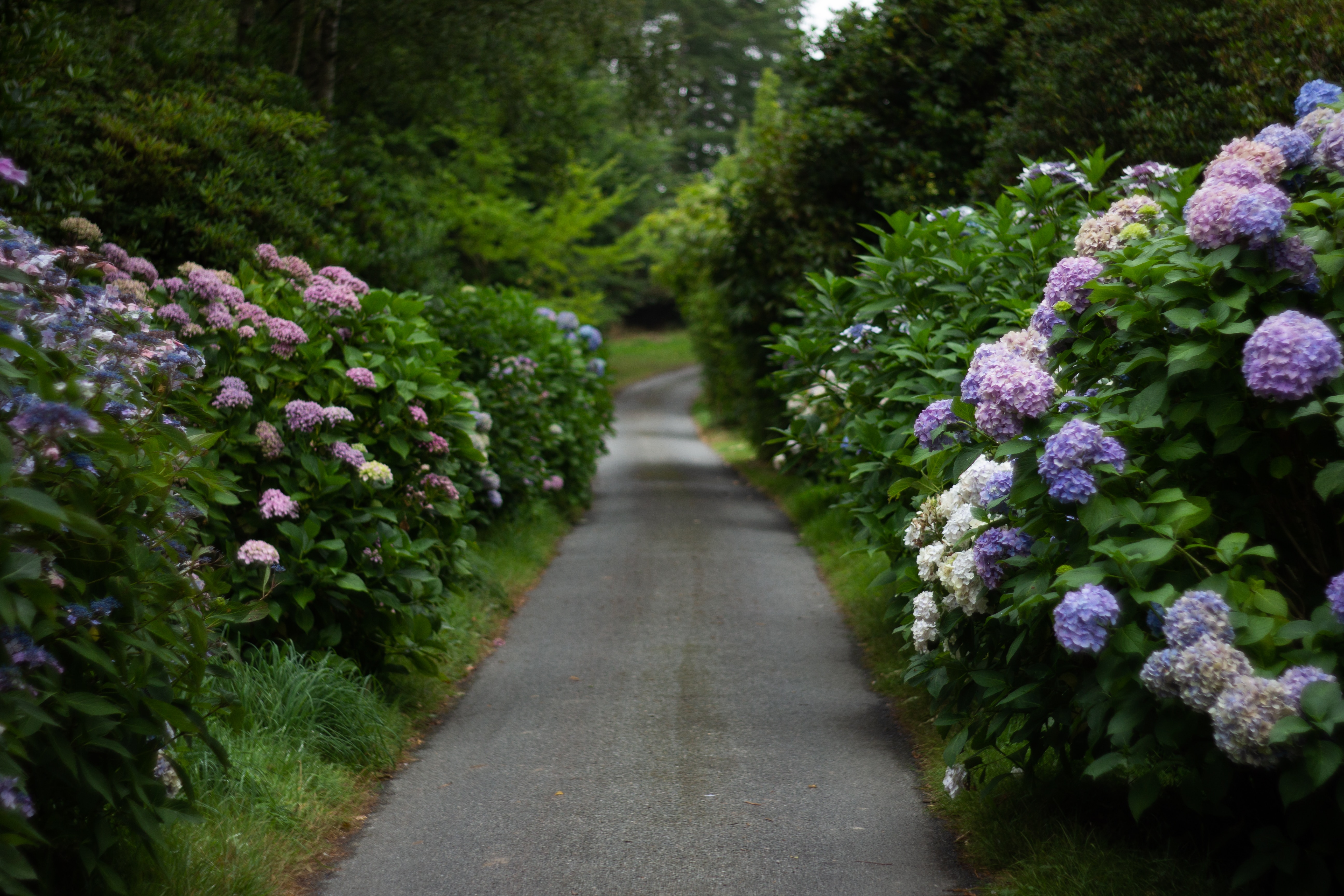 hydrangea garden