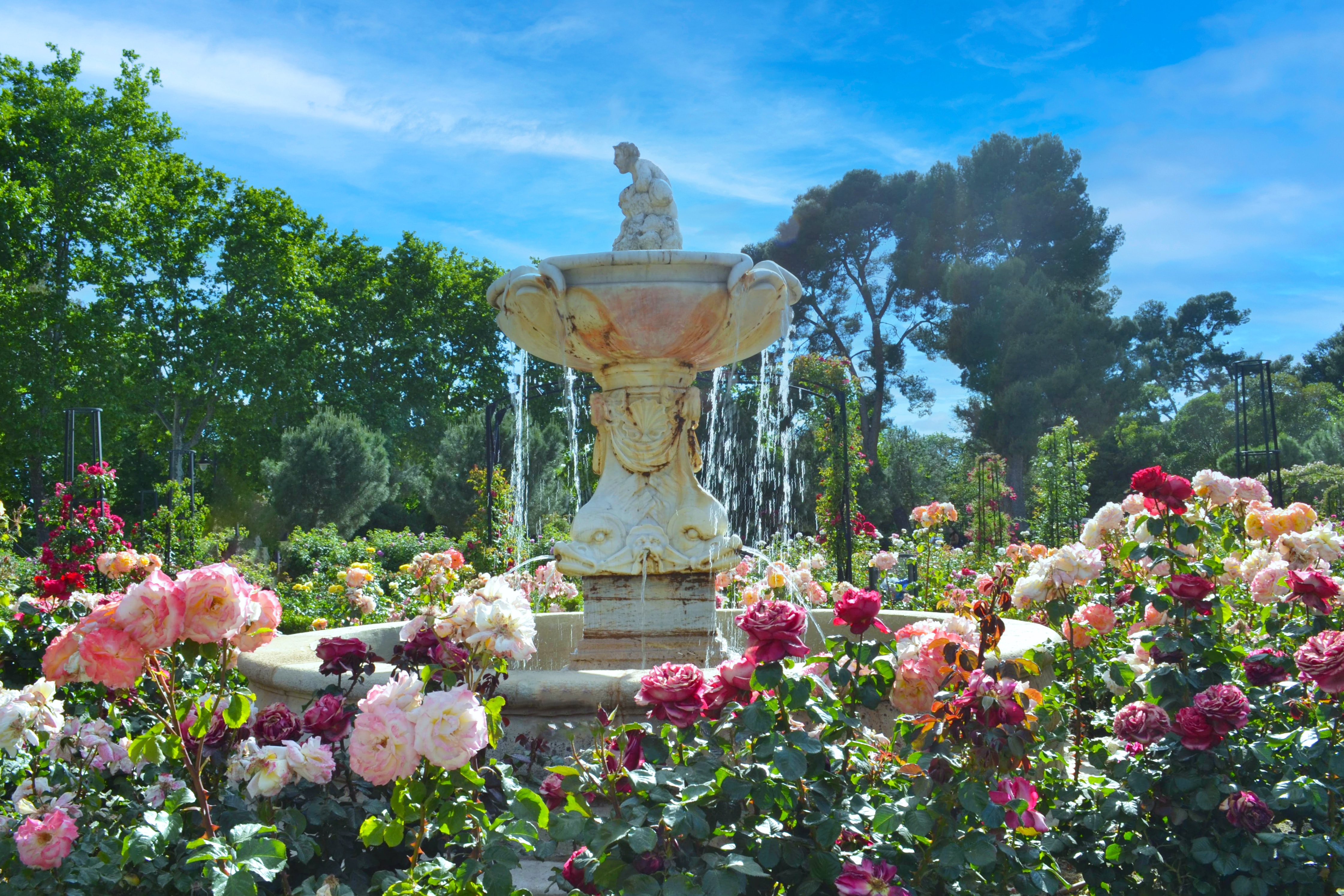 Garden with fountain